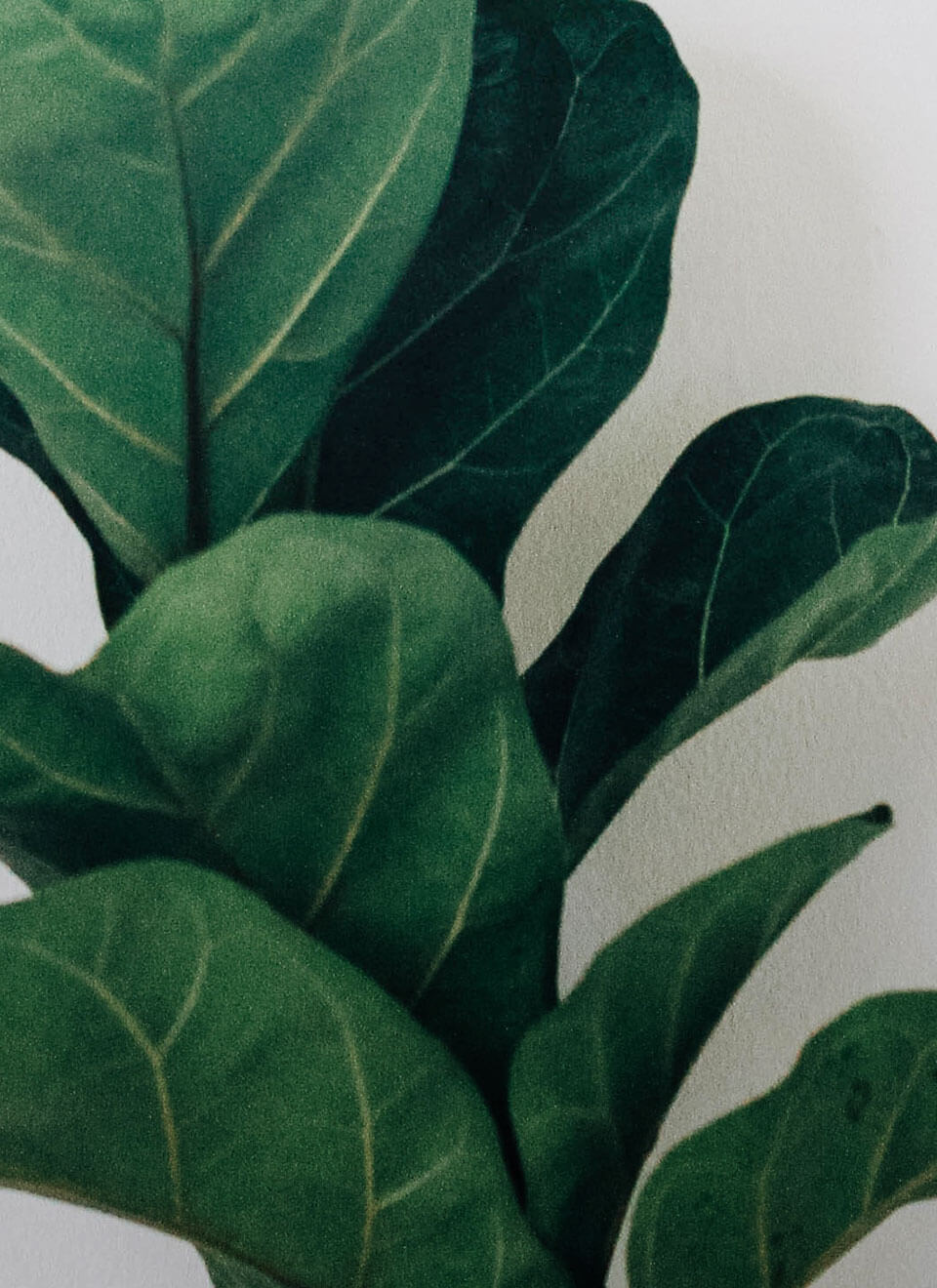 Lyralapis fikusas – nuotrauka 3