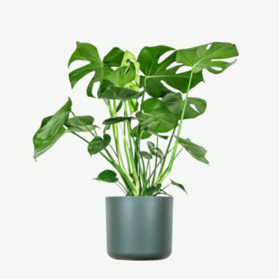 Monstera karpytais lapais