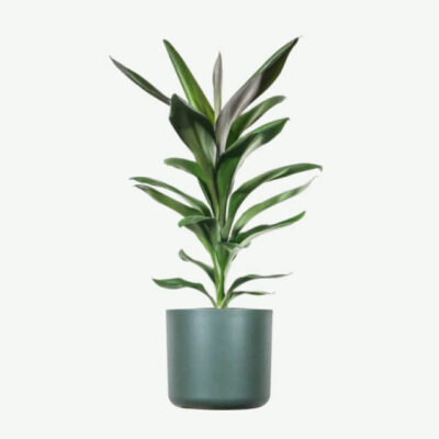 Dracena ilgais lapais