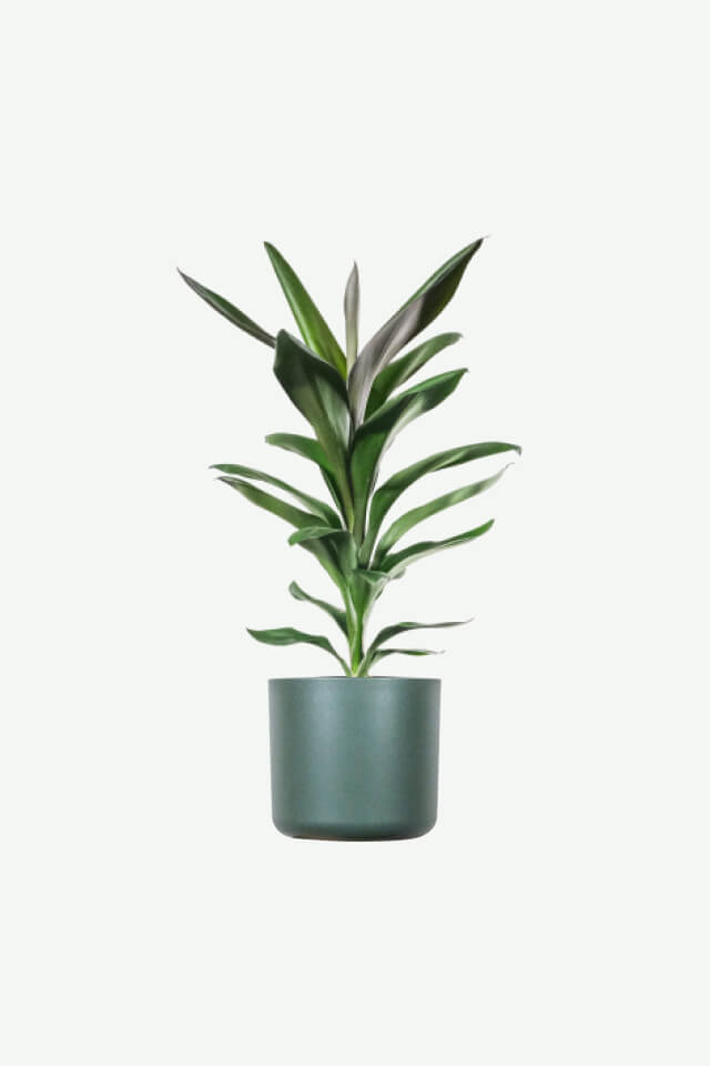 Dracena ilgais lapais