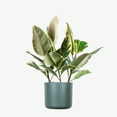 Margalapis fikusas
