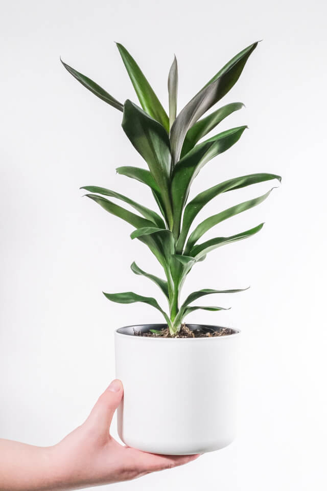 Dracena ilgais lapais – nuotrauka 2