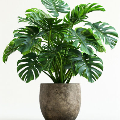 Monstera pilkame vazone